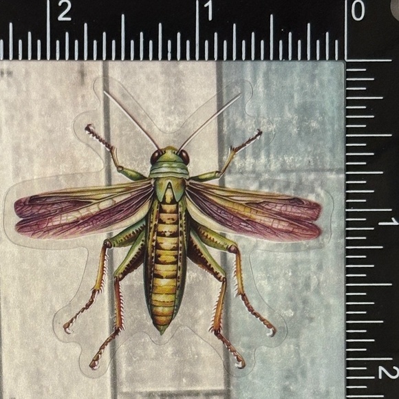 🌀10/$10🌀 Translucent Moth Dragonfly Beetle Reusable Waterproof Sticker Decal - Picture 1 of 1
